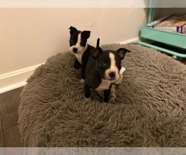 Medium Photo #8 American Pit Bull Terrier-Unknown Mix Puppy For Sale in Evansville, IN, USA