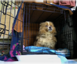 Small #3 Mutt