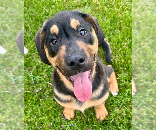 Medium Photo #1 English Mastweiler Puppy For Sale in Lawrenceville, NJ, USA
