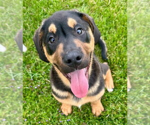 English Mastweiler Dogs for adoption in Lawrenceville, NJ, USA