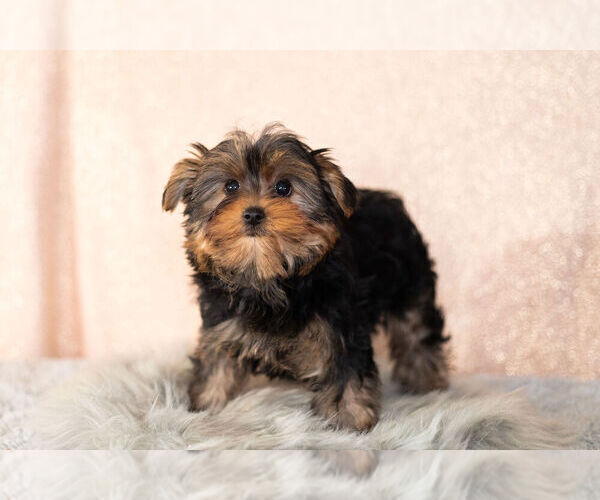 Full screen Photo #9 Yorkshire Terrier Puppy For Sale in NAPPANEE, IN, USA