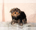 Small Photo #9 Yorkshire Terrier Puppy For Sale in NAPPANEE, IN, USA