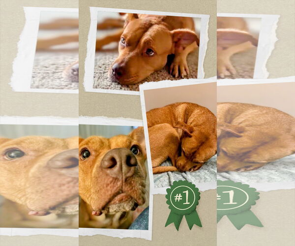 Medium Photo #4 American Staffordshire Terrier-Unknown Mix Puppy For Sale in columbia, SC, USA