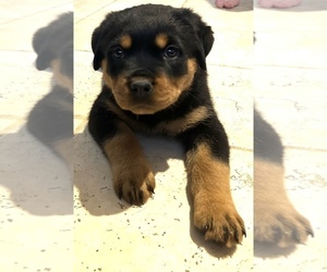 Rottweiler Puppy for sale in ALBION, MI, USA