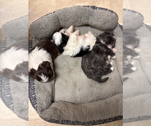 Shih Tzu Puppy for sale in KERNERSVILLE, NC, USA