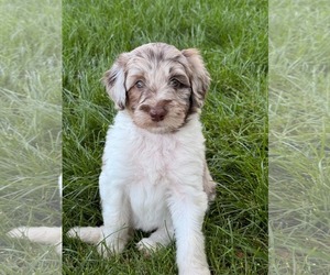 Australian Shepherd-Unknown Mix Dogs for adoption in Sandy, UT, USA