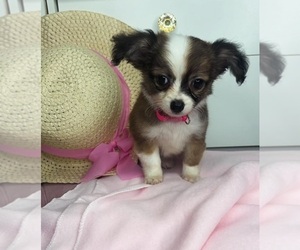 Chihuahua Puppy for sale in CHARLOTTE, NC, USA