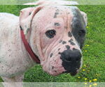 Small #2 American Bulldog Mix