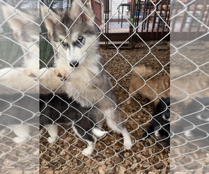 Siberian Husky Puppy for sale in RACINE, WI, USA