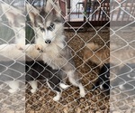 Small Siberian Husky
