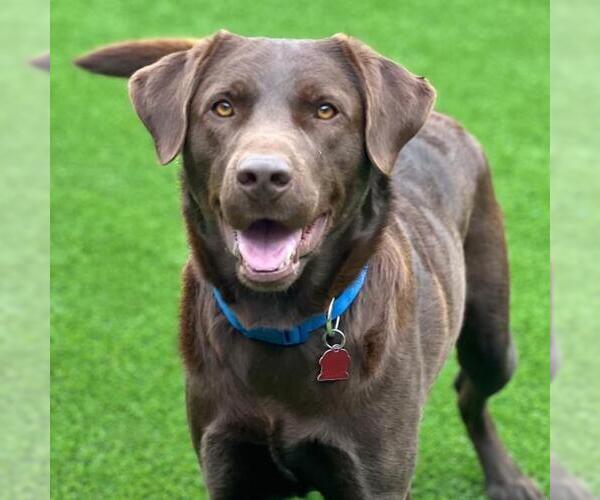Medium Photo #3 Labrador Retriever-Unknown Mix Puppy For Sale in San Diego, CA, USA