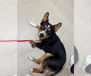 Australian Shepherd-Unknown Mix Dogs for adoption in Riverside, CA, USA