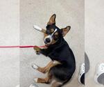 Small Australian Shepherd Mix