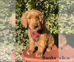 Puppy BANKS  PENDING Goldendoodle