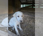 Small #2 Labrador Retriever Mix