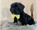 Small #2 YorkiePoo