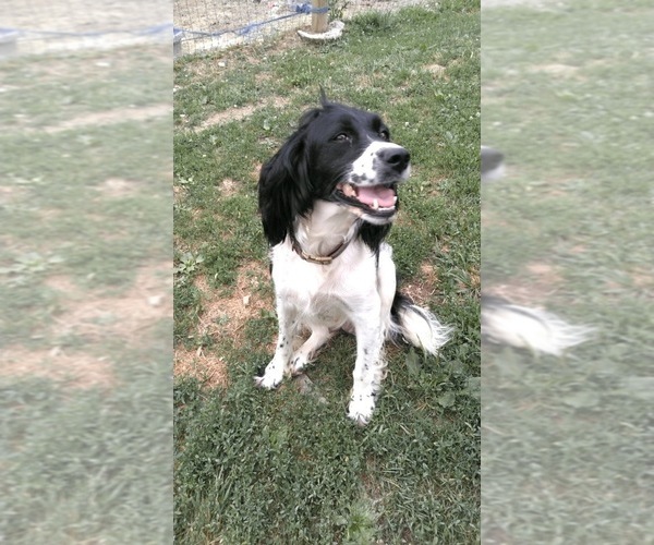 Medium Photo #1 English Springer Spaniel Puppy For Sale in JEANNETTE, PA, USA