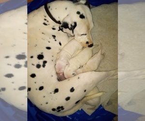 Mother of the Dalmatian puppies born on 06/28/2022