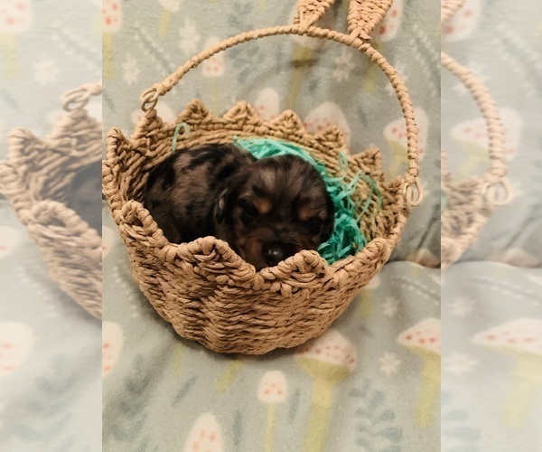 Medium Photo #6 Dachshund Puppy For Sale in DENHAM SPRINGS, LA, USA