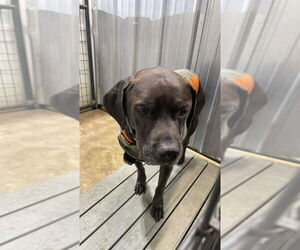 Zuse - Male Labrador Retriever-Unknown Mix Dog for Adoption - Photo #4