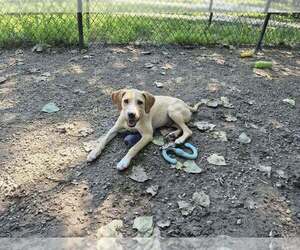 Mutt Dogs for adoption in Elmsford, NY, USA
