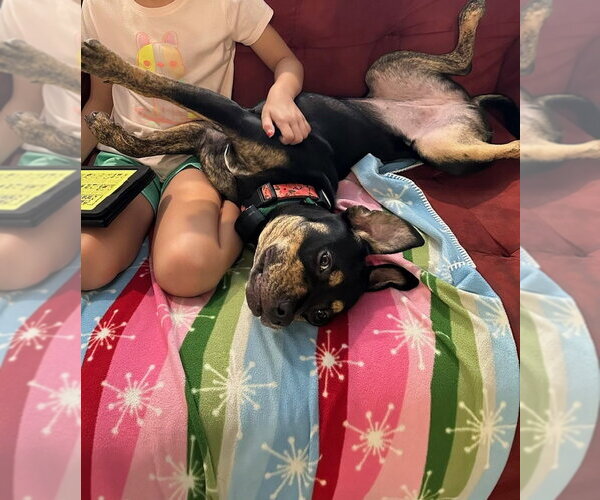 Medium Photo #2 American Pit Bull Terrier-American Staffordshire Terrier Mix Puppy For Sale in Evansville, IN, USA