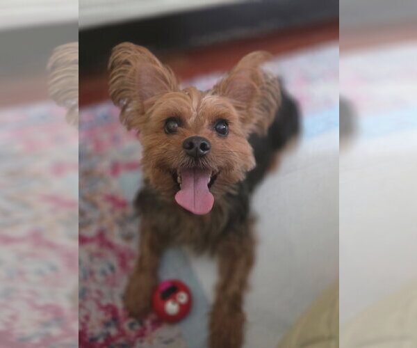 Medium Photo #1 Mutt Puppy For Sale in Morganville, NJ, USA