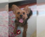 Small Mutt