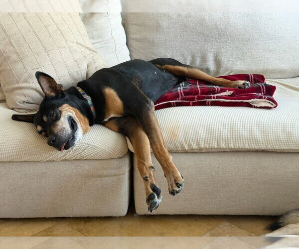 Medium Photo #18 Doberman Pinscher-Unknown Mix Puppy For Sale in Lake Forest, CA, USA