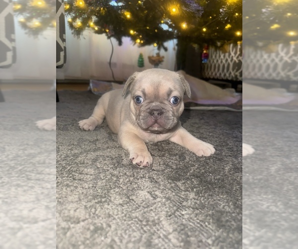 Medium Photo #1 French Bulldog Puppy For Sale in WEST HEMPSTEAD, NY, USA
