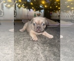 Puppy Bear 2 French Bulldog
