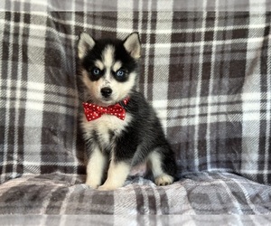 Pomsky Puppy for sale in LAKELAND, FL, USA