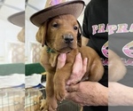 Small Photo #9 Labrador Retriever Puppy For Sale in GORDONSVILLE, VA, USA