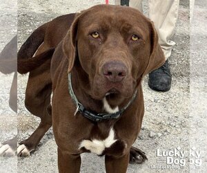 Chocolate Labrador retriever-Labrador Retriever Mix Dogs for adoption in Washington, DC, USA