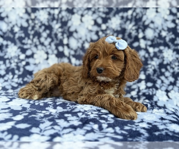 Medium Photo #8 Cock-A-Poo Puppy For Sale in LAKELAND, FL, USA