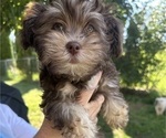 Small #6 Havanese