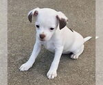 Small #1 Malchi