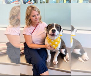 Silas - Male Mutt Dog for Adoption - Photo #4