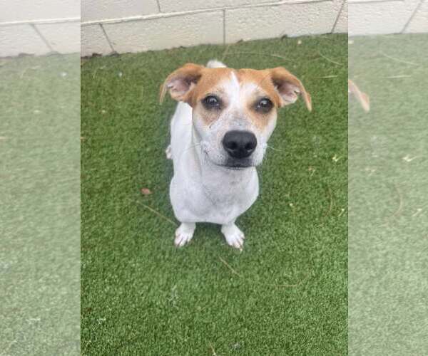 Medium Photo #3 Beagle-Unknown Mix Puppy For Sale in Tempe , AZ, USA