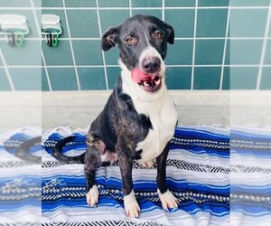Border Collie-Greyhound Mix Dogs for adoption in Rancho Cucamonga, CA, USA