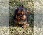 Small Photo #6 Yorkshire Terrier Puppy For Sale in FAIR HAVEN, MI, USA