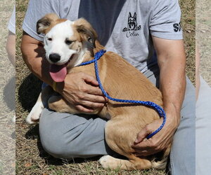 Barron - Male Argentinian Mastiff-Great Pyrenees Mix Dog for Adoption