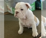 Small Photo #2 English Bulldog Puppy For Sale in MARE ISLAND, CA, USA