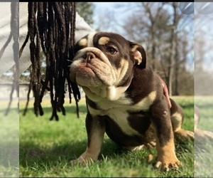 English Bulldog Puppy for sale in CHESTER, VA, USA