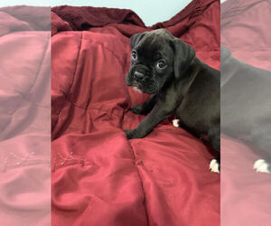 Boxer Puppy for sale in FORT MYERS, FL, USA
