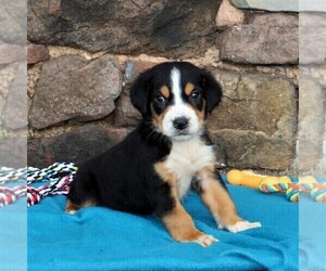 Greater Swiss Mountain Dog Puppy for sale in MANHEIM, PA, USA