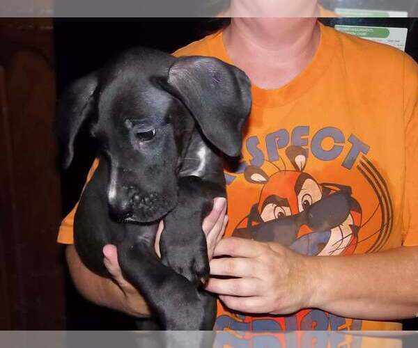 Medium Photo #65 Great Dane Puppy For Sale in SPRAGGS, PA, USA