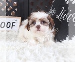 Small #1 Shih Tzu