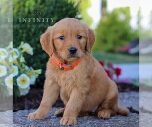 Golden Retriever Puppy for Sale in LITITZ, Pennsylvania USA