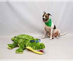 Small #1 Boxer Mix